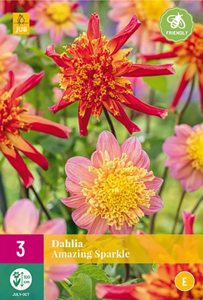 Dahlien Amazing Sparkle Dahlien Amazing Sparkle