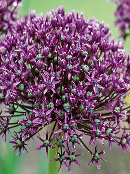 Allium Miami