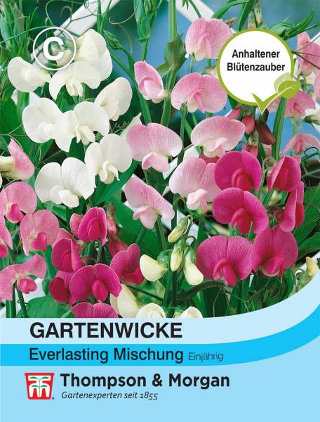 Blumensamen Gartenwicke Everlasting