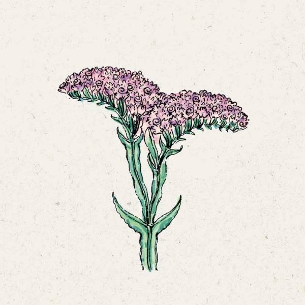 Blumensamen Limonium sinuatum QIS Pastel