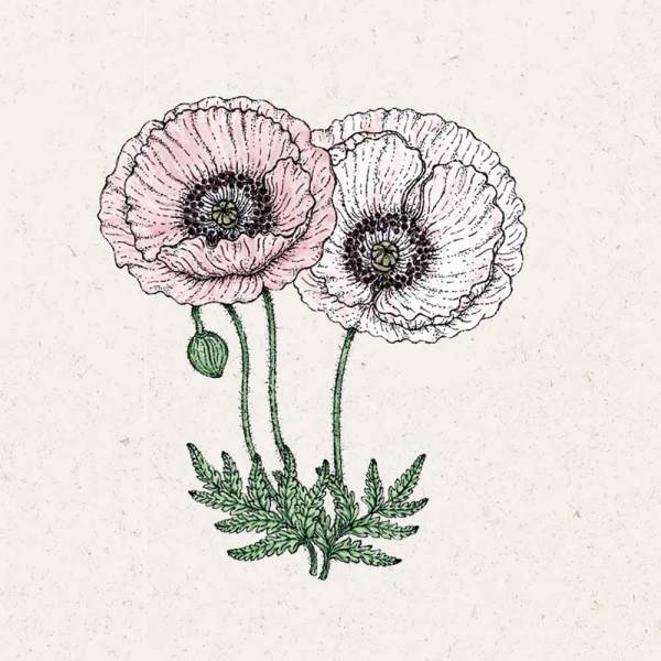 Samen Mohn Papaver Rhoeas »Mother of Pearl«