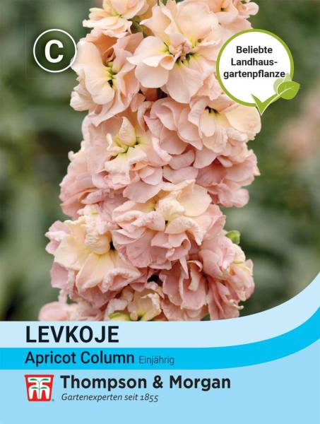Levkoje Apricot Column