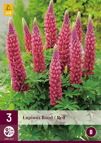 Lupinus rot