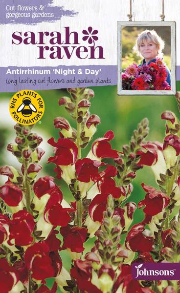 Samen Antirrhinum »Night & Day« (Löwenmäulchen)