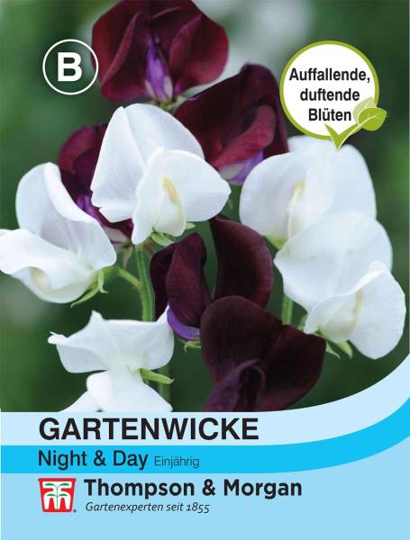 Blumensamen Gartenwicke Night & Day