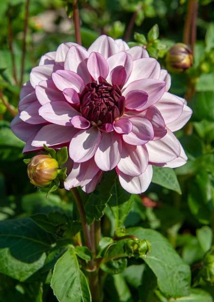 Dahlie Creme de Cassis