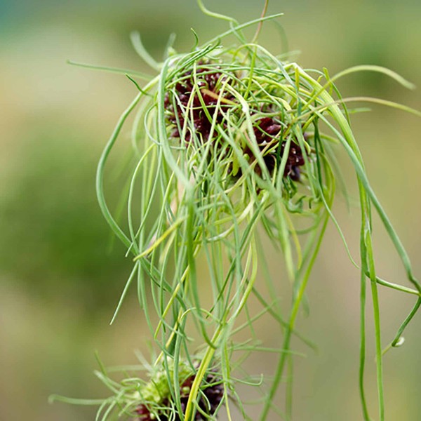 Allium Hair