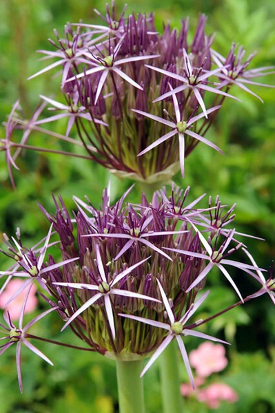 Allium Christophii