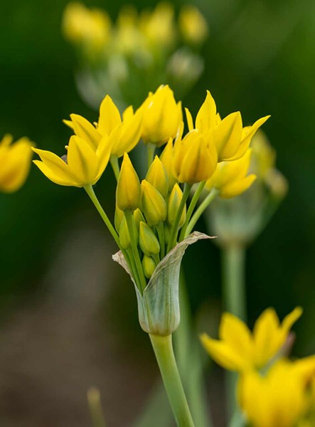 Allium »Yellow Fantasy«