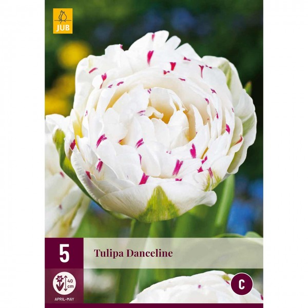 Tulpe Danceline