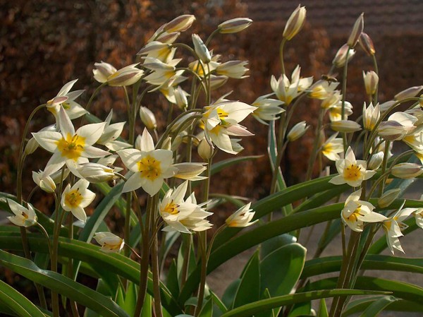 Turkestanische Tulpe