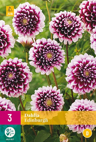 Dahlie Edinburgh Dahlie Edinburgh