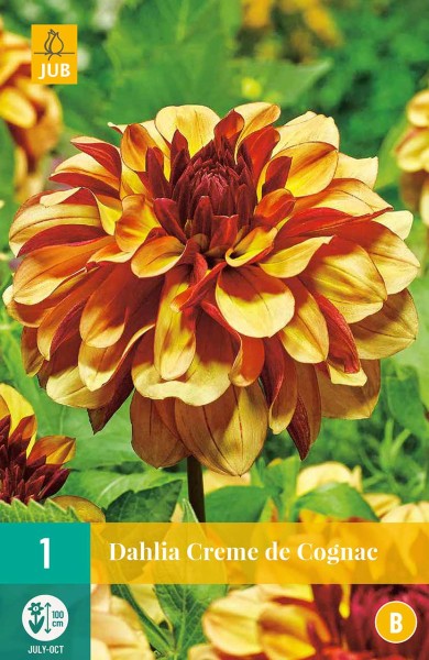 Dahlie Crème de Cognac Dahlie Crème de Cognac