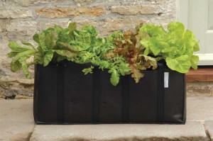 Pflanztasche Salat