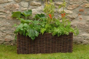 Pflanzset Tomaten