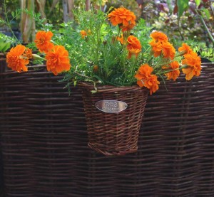 Companion Planter