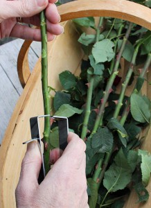 Rosenentdorner