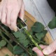 Stachelentferner Rosen