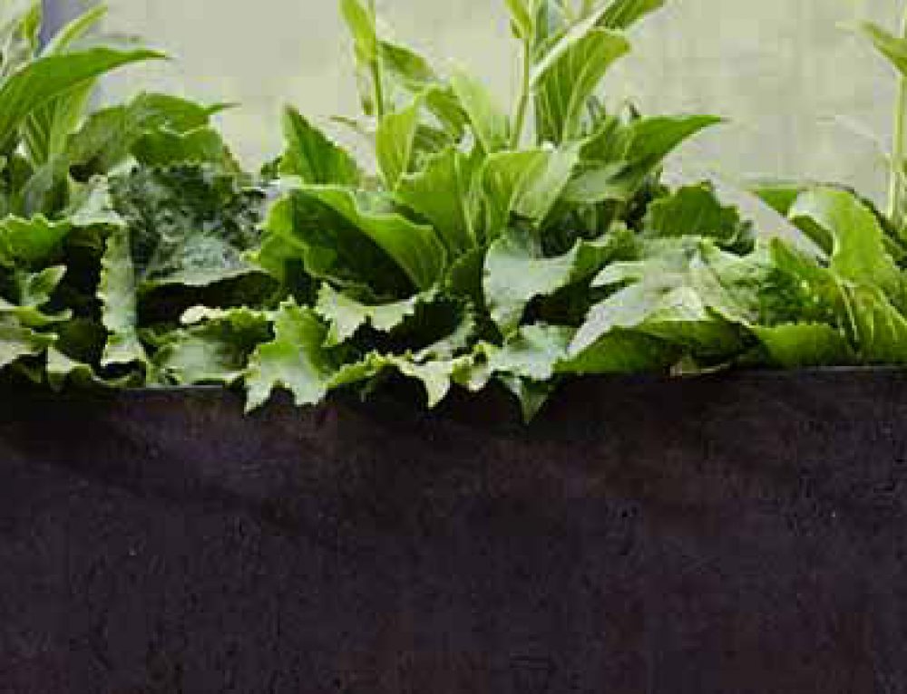 Bradleys Gartenhandschuhe “Leather Pruning Gloves” – The Garden Shop